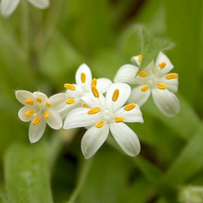 Hypoxis_membranacea