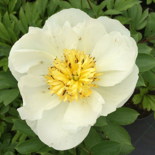 Paeonia Jan van Leeuwen AGM