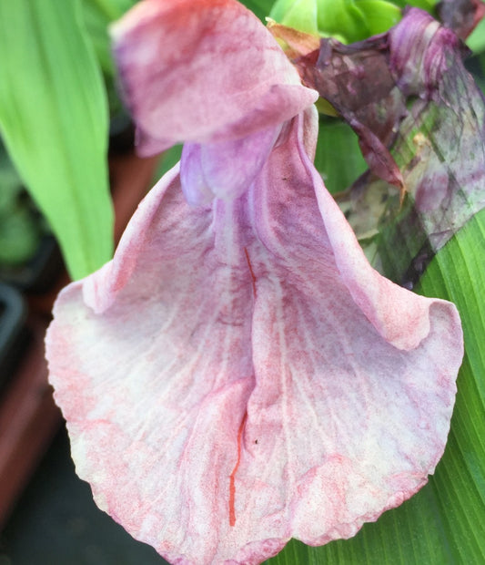 Roscoea purpurea Dusky Pink