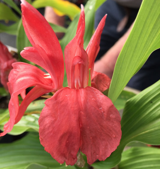 Roscoea purpurea Serrano