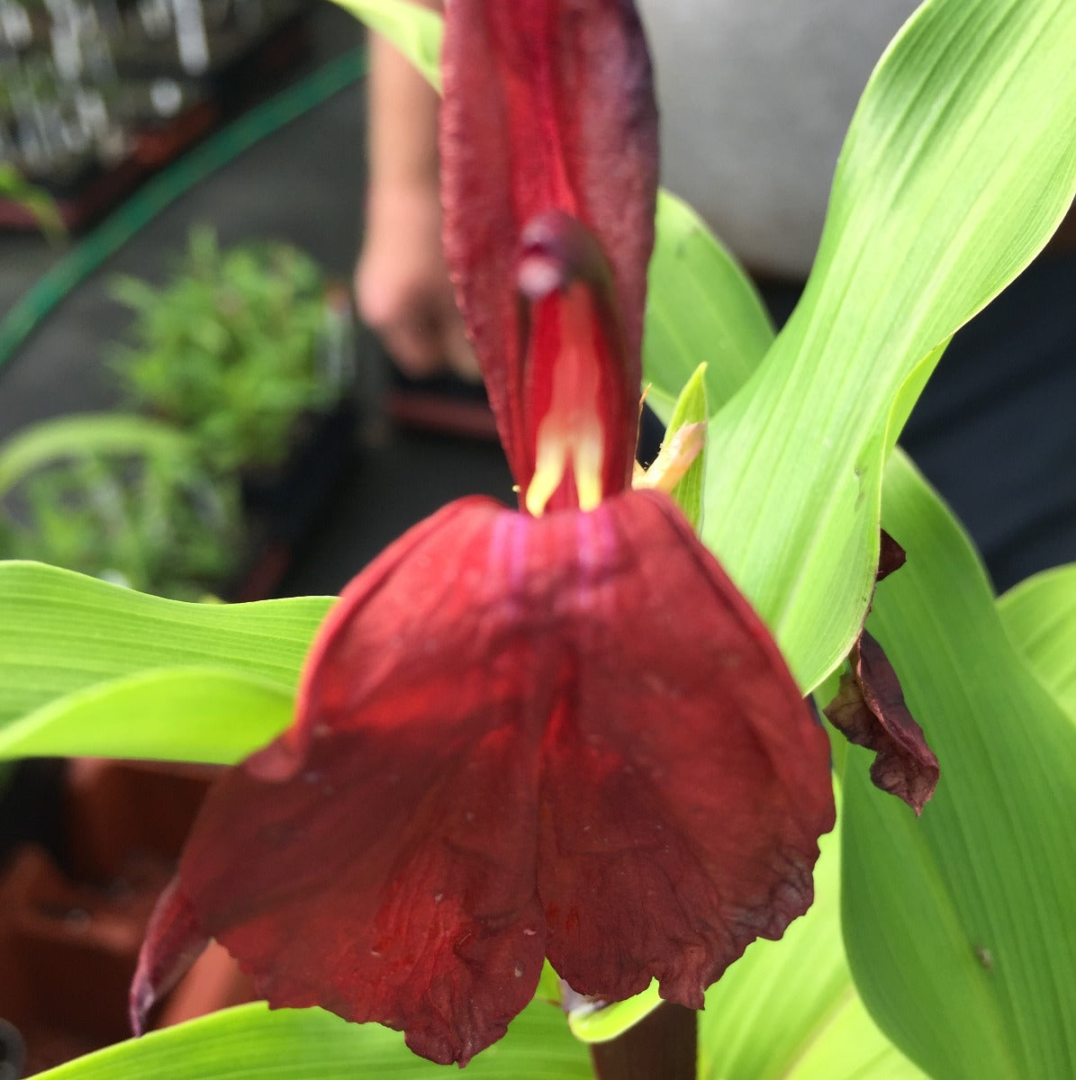 Roscoea purpurea Blood Brother