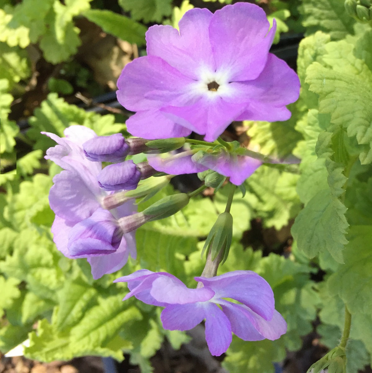 Primula sieboldii Lilac Blue