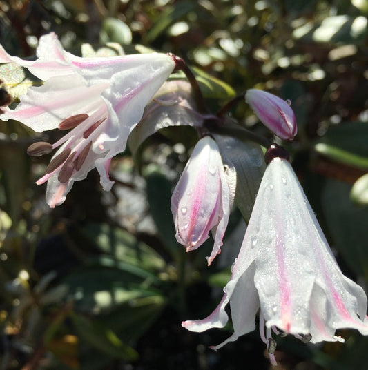 Nerine pudica
