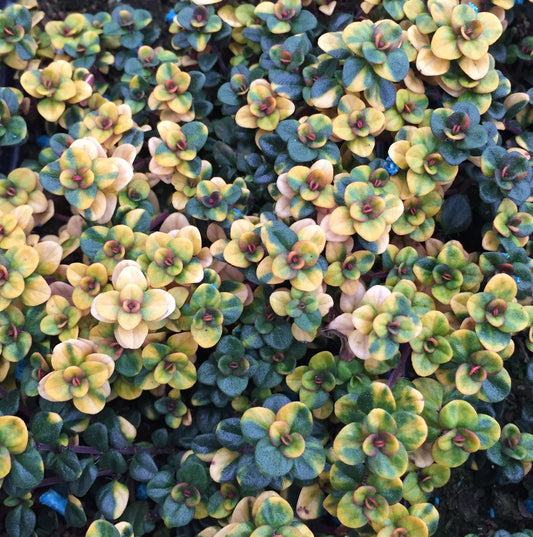 Thymus serphyllum Goldstream