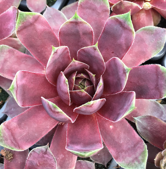 Sempervivum 'Jungle Fires'