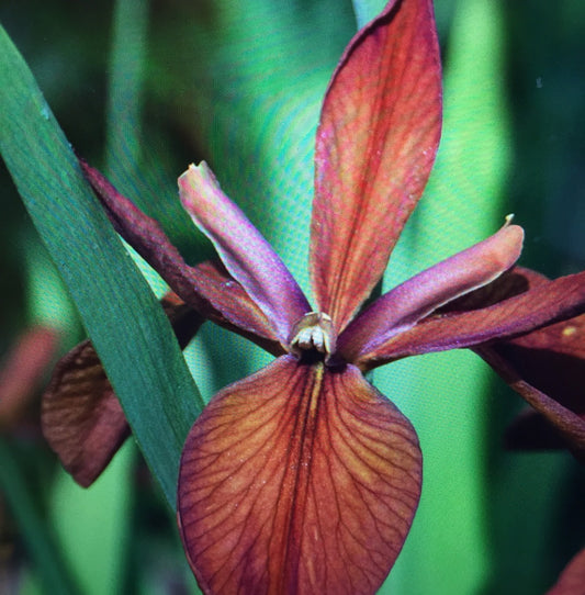 Iris louisiana Fulva