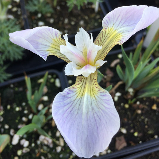 Iris setosa Solace