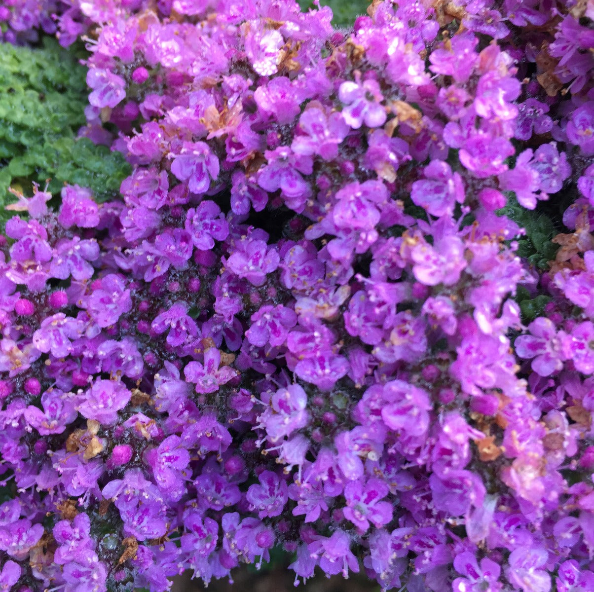 Thymus_Russetings