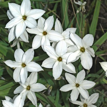 Ipheion_uniflorum_alberto_castillo.jpg