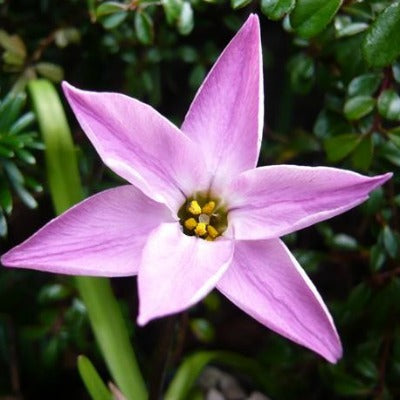 Ipheion_Charlotte_Bishop