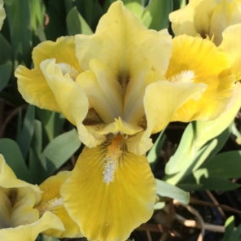Iris_barbarta_nana_Prince_of_Tuscany