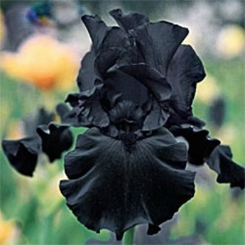 Iris_Black_Swan