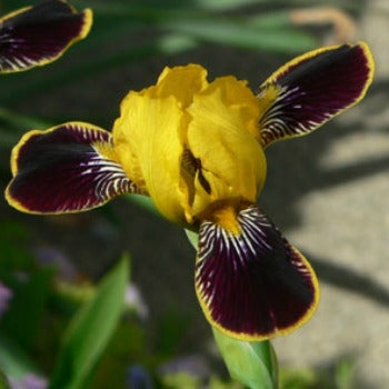Ipheion_uniflorum_alberto_castillo.jpg