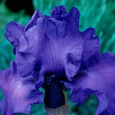 Iris germanica Mer du Sud
