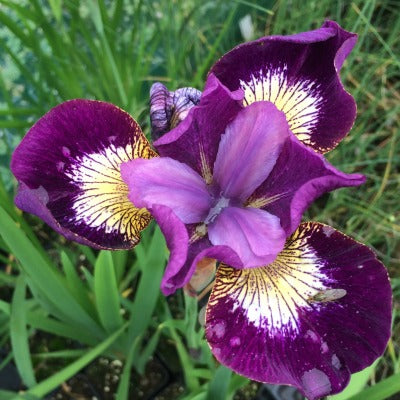 Iris_siberica_Jewelled_Crown