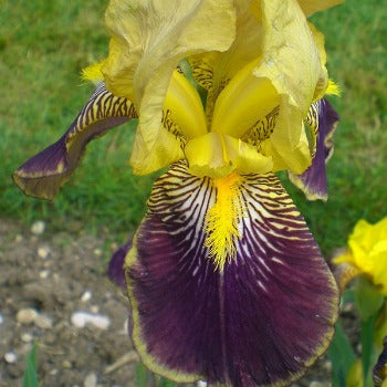 Iris_germanica_Nibelungen