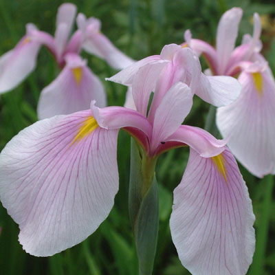 Iris_siberica_Pink_Haze