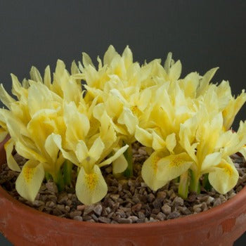 Iris winowgradowii
