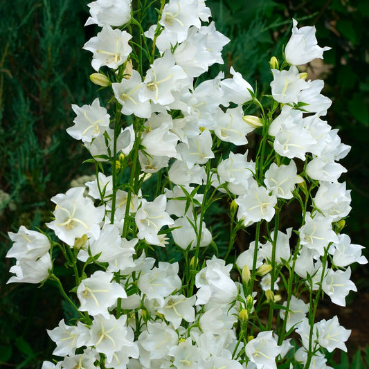 Campanula persicifolia Snowbells