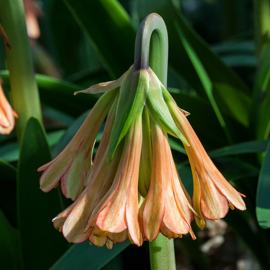 Cyrtanthus falcatus