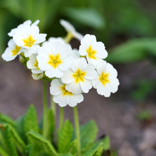Primula juliae wanda Alba