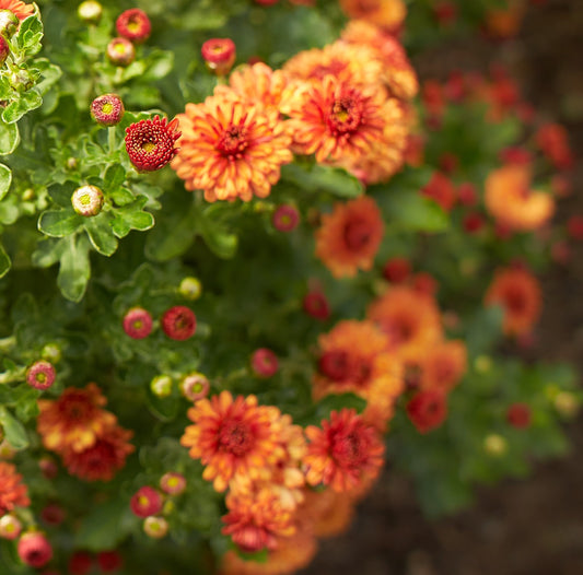 Chrysanthemum Jules la Graver