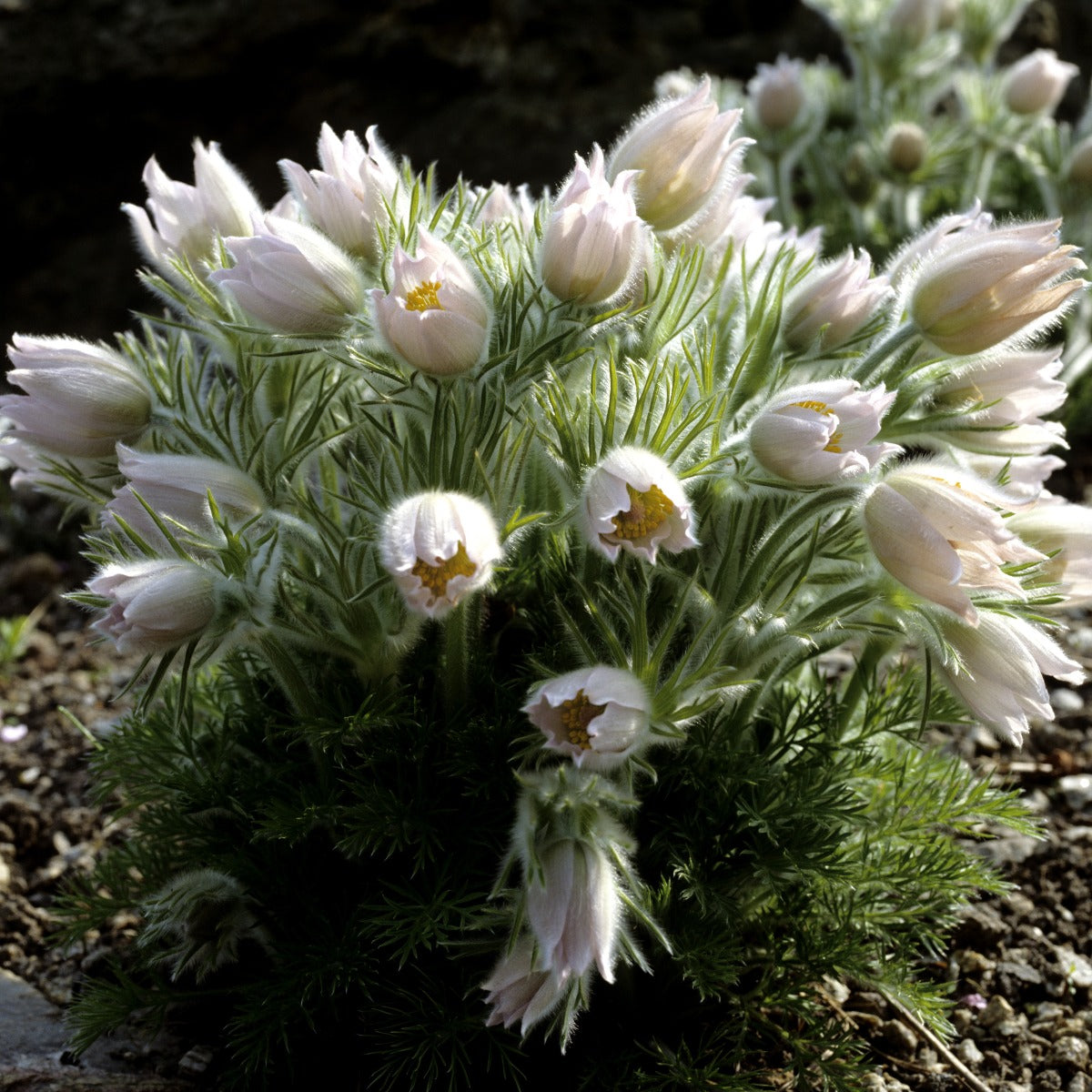 Pulsatilla vulgaris Alba