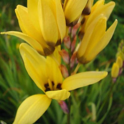 Ixia_maculata_Yellow_Form