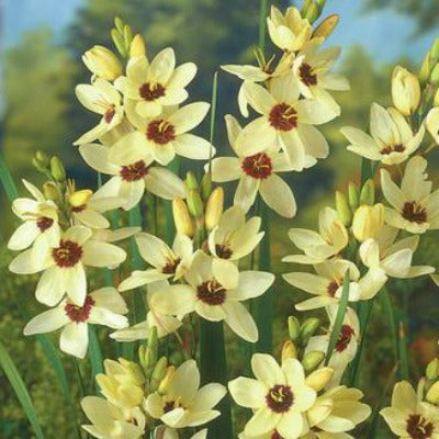 Ixia_Marquette
