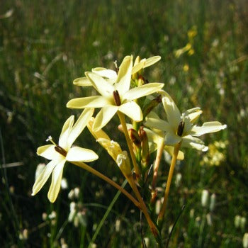 Ixia_paniculata_eos.jpg