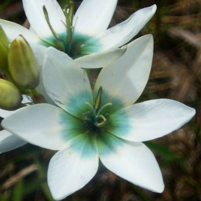 Ixia_polystachya