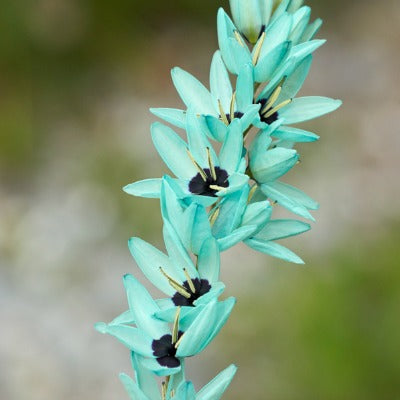 Ixia_viridiflora