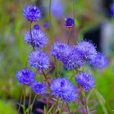 Jasione_Blue_Light