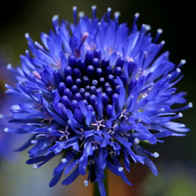 Jasione_Blue_Light