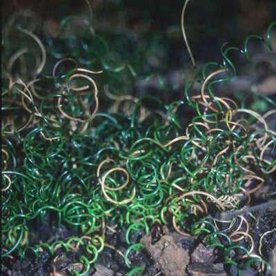 Juncus_filiformos_'Spiralis Nana