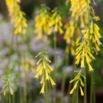 Kniphofia_pauciflora