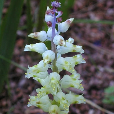 Lachenalia_pallida