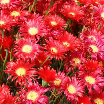 Lampranthus_Tresco_Fire