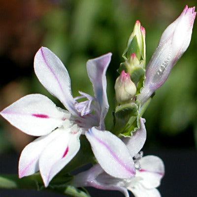 Lapeirousia_divaricata