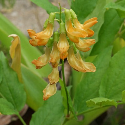 Lathyrus_aurues