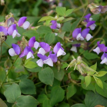 Lathyrus_laxiflorus.jpg