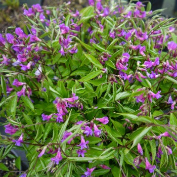 Lathyrus_vernus_rainbow