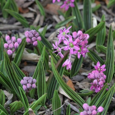 Ledebouria_cooperi