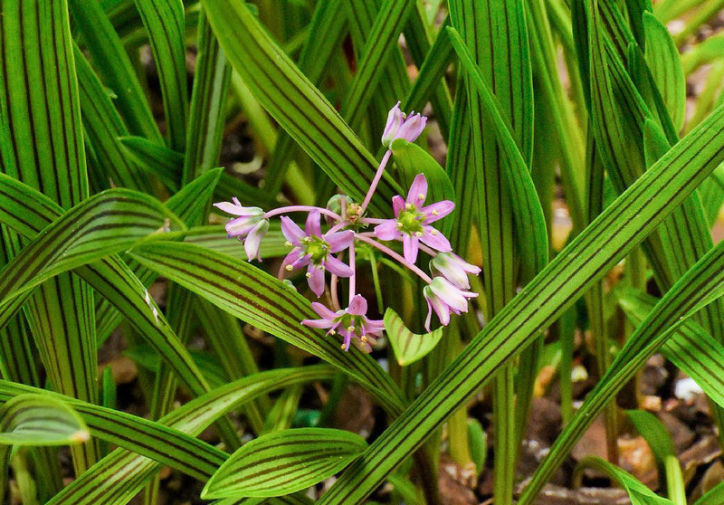 Ledebouria_cooperi