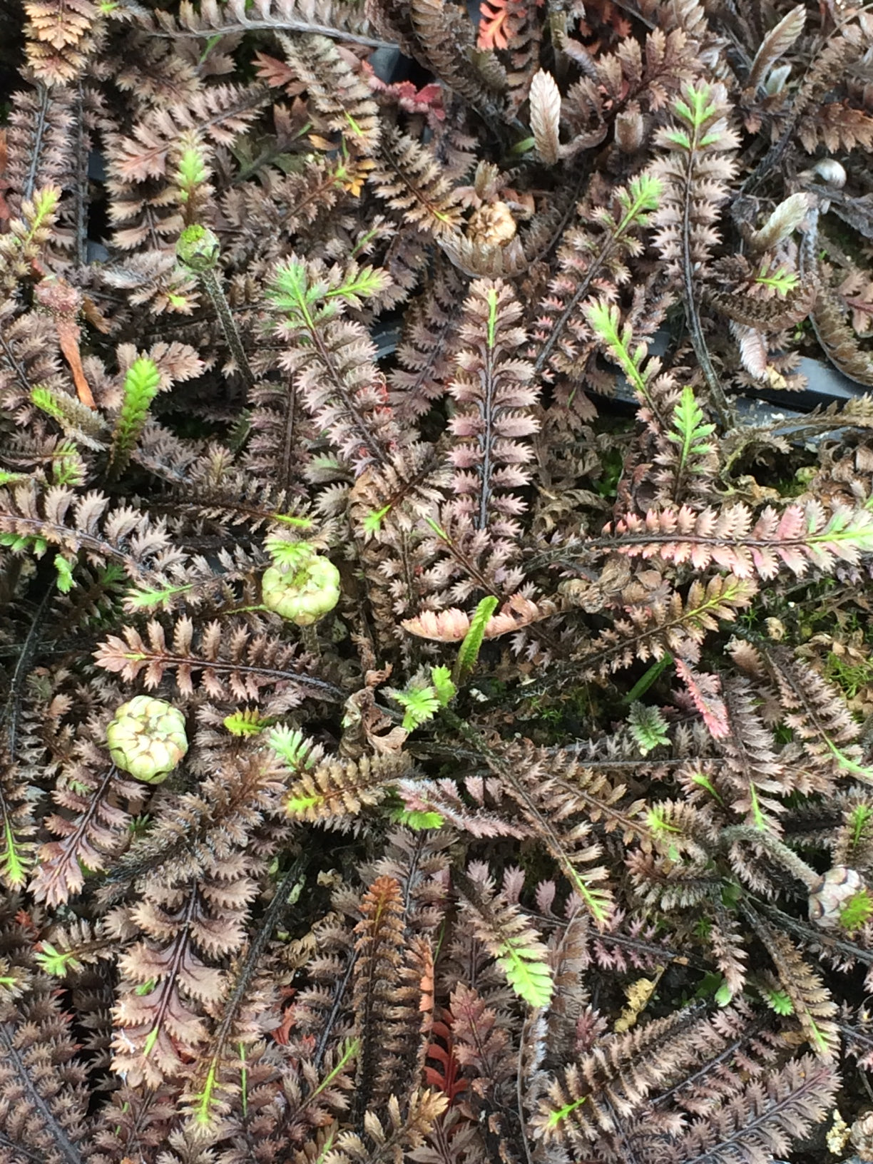 Leptinella_squalida_Platts_Black