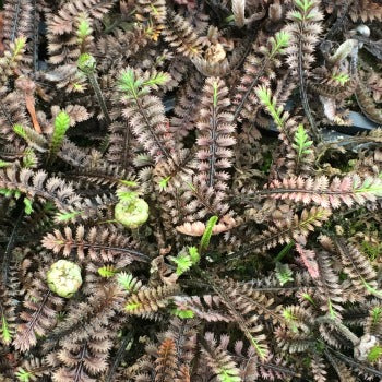 Leptinella_squalida_Platts_Black
