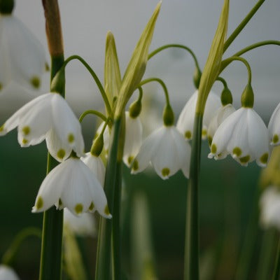 Leucojum aestivum 'Gravetye Giant'