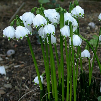 Leucojum_vernum