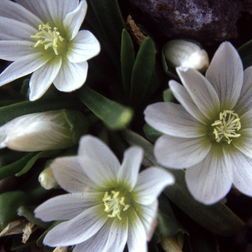 Lewisia nevadensis