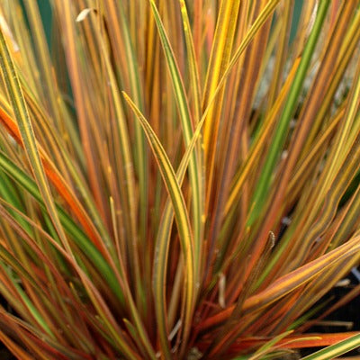 Libertia_ixioides_taupo_blaze.jpg